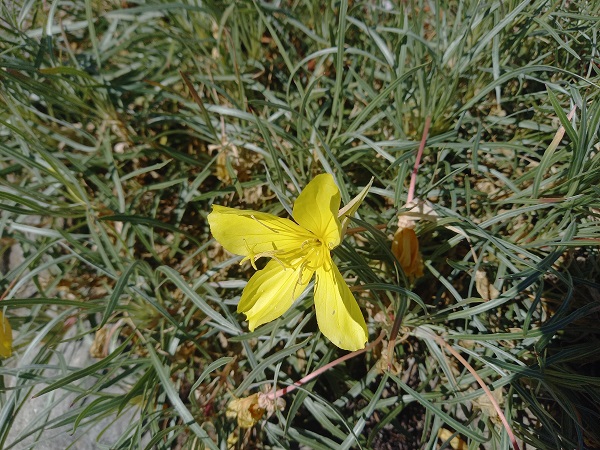 Identifiation Oenothera 20230917