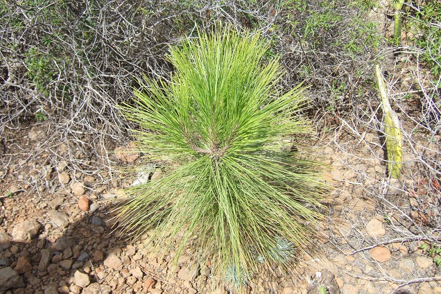 Pinus canariensis - pin des Canaries Dscf0021