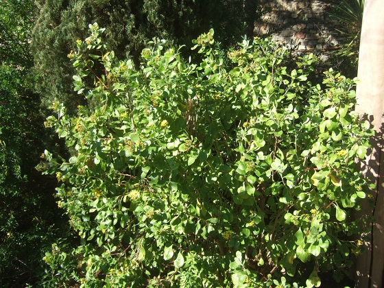 Chrysanthemoides monilifera - faux chrysanthème Dscf0142