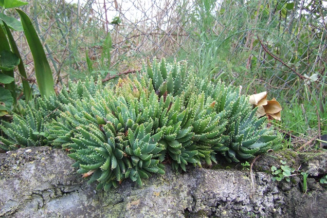 Aloe brevifolia Dscf0535