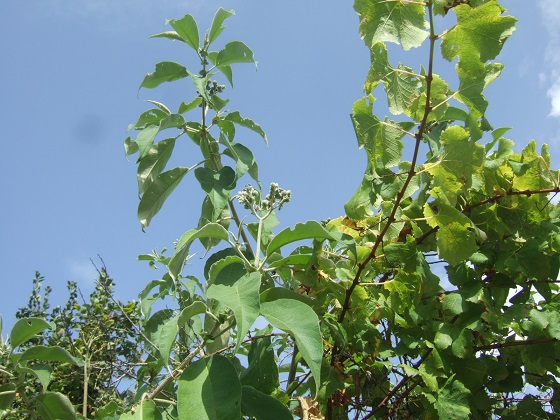 Solanum mauritianum - bringellier marron Dscf0560