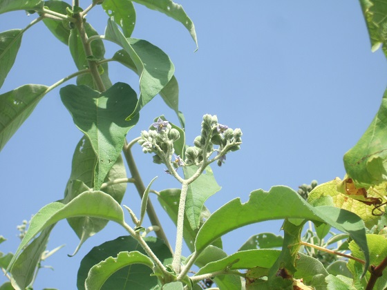 Solanum mauritianum - bringellier marron Dscf0561