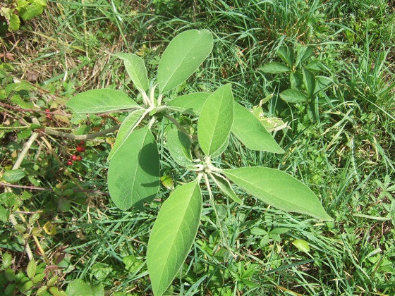Solanum mauritianum - bringellier marron Dscf0562