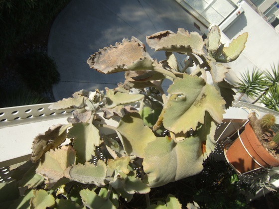 Kalanchoe 'Oak Leaf' - Page 2 Dscf0643
