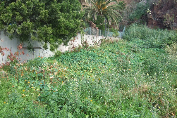 Tropaeolum majus - capucine des jardins Dscf0713