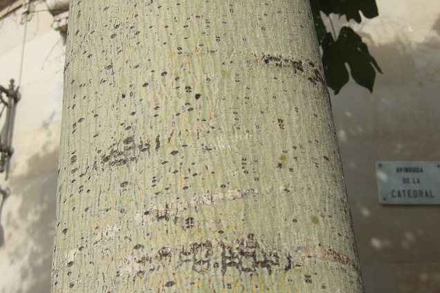 Firmiana simplex - firmiana à feuilles de platane Dscf0730