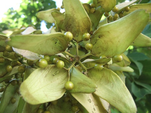 firmiana - Firmiana simplex - firmiana à feuilles de platane Dscf0853