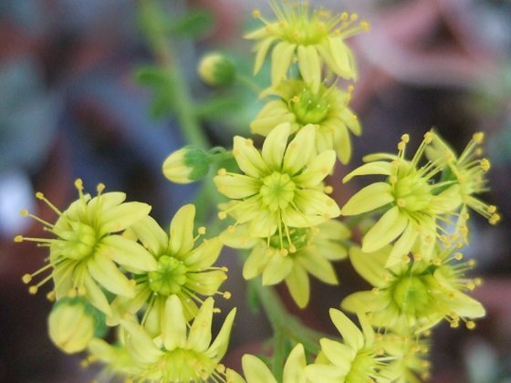 Aeonium spathulatum  Dscf0899