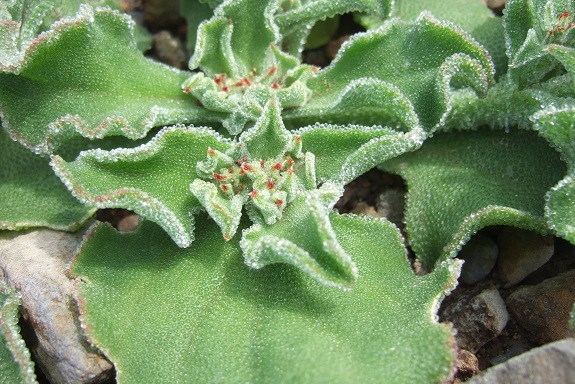 Mesembryanthemum crystallinum - ficoïde glaciale Dscf0937