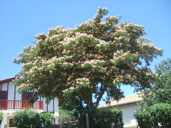 Albizia julibrissin - arbre à soie  - Page 3 Dscf1005
