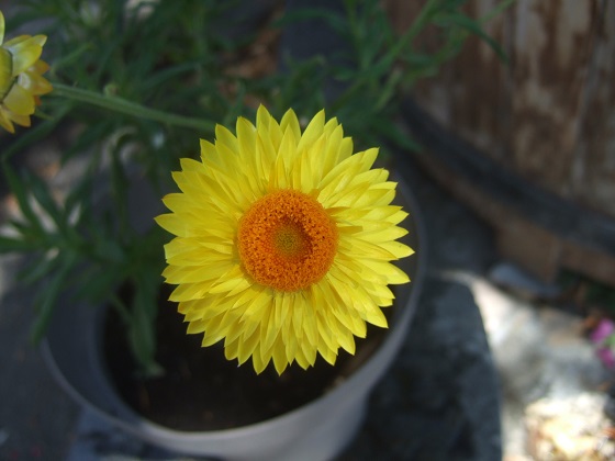 Xerochrysum bracteatum - immortelle à bractées Dscf1060