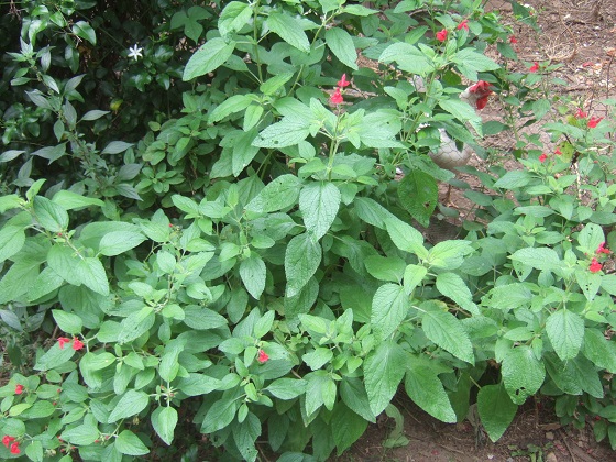 Salvia microphylla var. neurepia Dscf1192