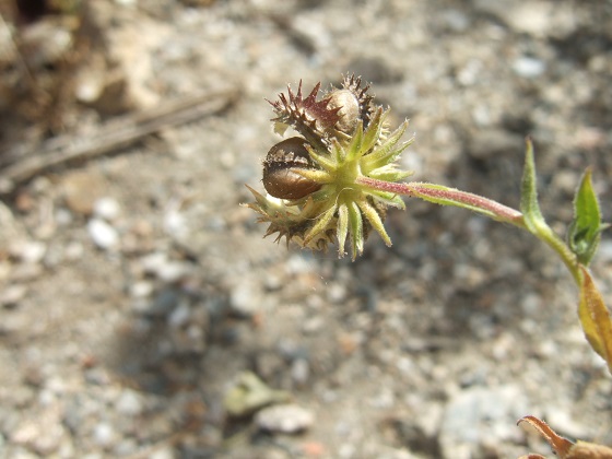 Calendula arvensis - souci des champs Dscf1254