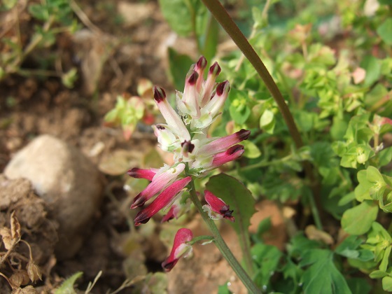 Fumaria capreolata - fumeterre blanche Dscf1464