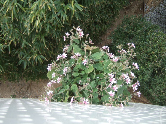 erodium pelargonifolium - Erodium pelargoniflorum ≠ Erodium trifolium - discussion - Page 2 Dscf1468