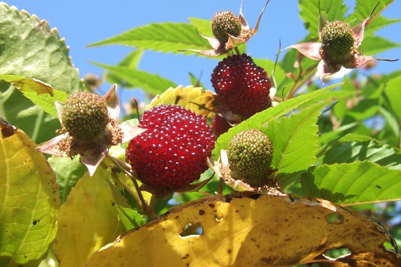 Rubus illecebrosus - framboisier fraise Dscf1657