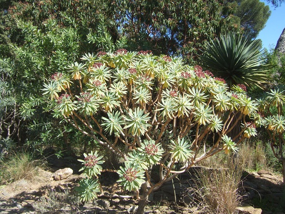 Euphorbia atropurpurea  Dscf1975