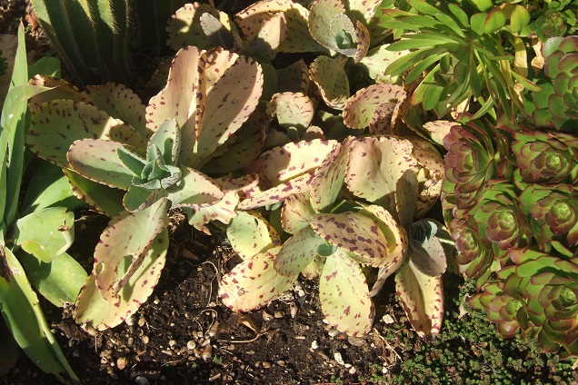 Kalanchoe marmorata Dscf2018