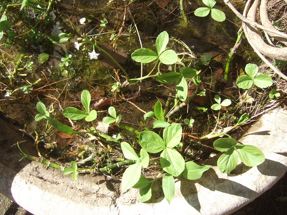 Menyanthes trifolium - ményanthe trifolié, trèfle d'eau Dscf2064