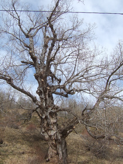 Populus nigra - peuplier noir - variétés, cultivars Dscf2158