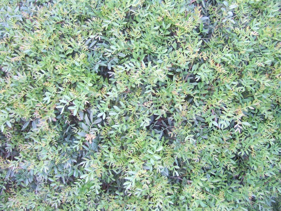 Pistacia lentiscus - pistachier lentisque - Page 2 Dscf2182