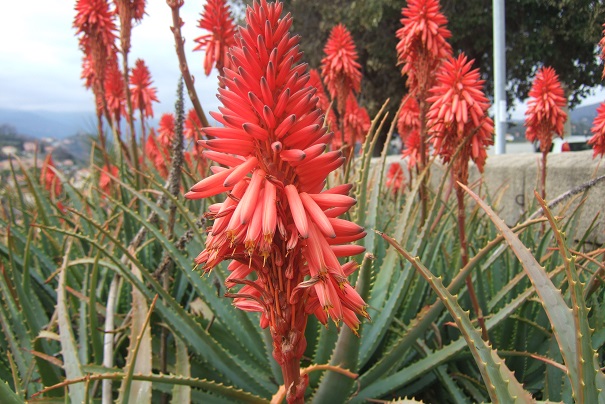 Aloe arborescens Dscf2225