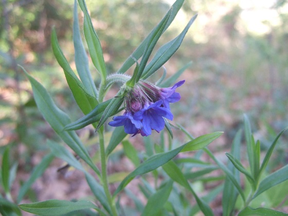 Aegonychon purpurocaeruleum (=Buglossoides purpurocaerulea) - grémil bleu Dscf2265
