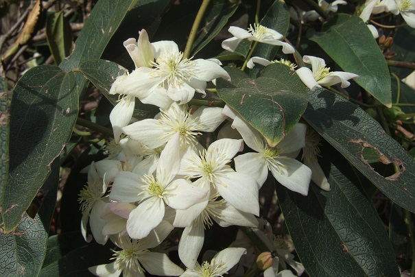 Clematis armandii - clématite d'Armand - Page 5 Dscf2312