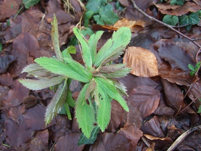 Helleborus viridis - hellébore vert Dscf2355