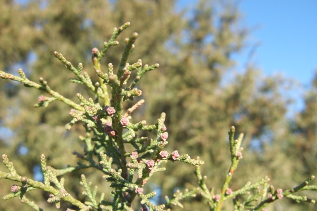 Juniperus phoenicea - genévrier de Phénicie Dscf2424