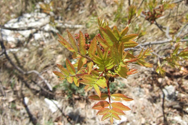 Pistacia - Pistacia terebinthus - pistachier térébinthe - Page 2 Dscf2525