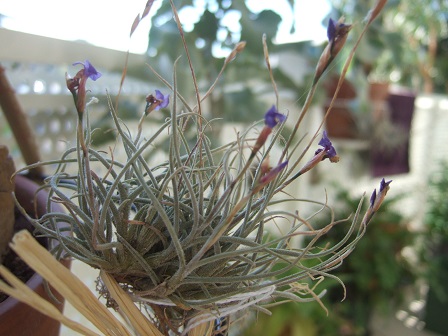 Tillandsia bandensis Dscf2541