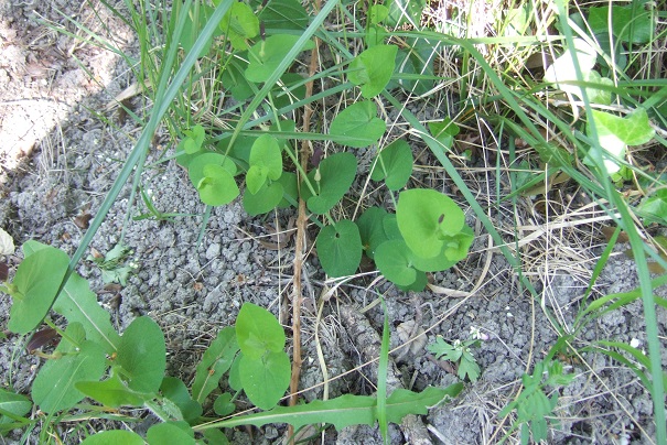 Aristolochia rotunda - aristoloche à feuilles rondes Dscf2724