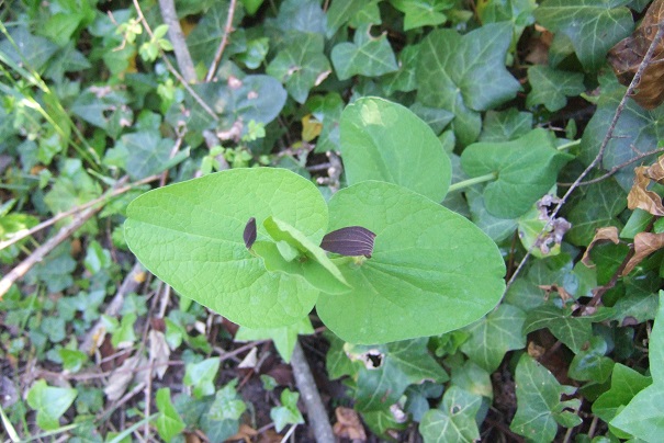 Aristolochia rotunda - aristoloche à feuilles rondes Dscf2725
