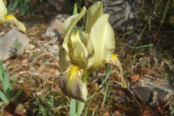 Iris lutescens - iris des garrigues, iris jaunâtre - Page 2 Dscf2817