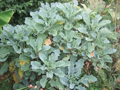 Brassica oleracea var. ramosa - choux Daubenton Dscf2829