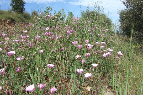 Convolvulus althaeoides - fausse guimauve - Page 2 Dscf2943