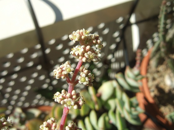 Crassula perforata Dscf2958