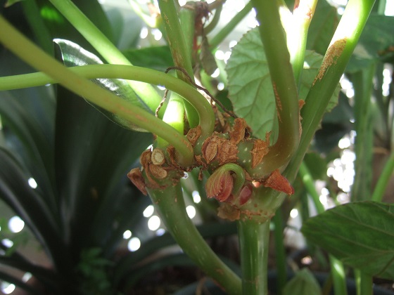 Begonia chitoensis Dscf3061