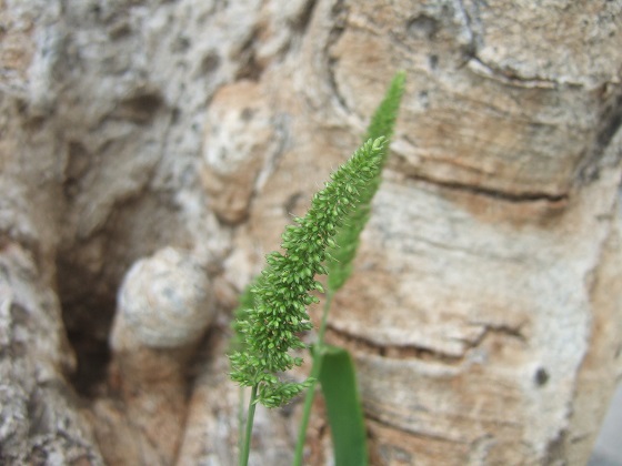 Setaria verticillata, S. viridis, S. pumila - les sétaires Dscf3068