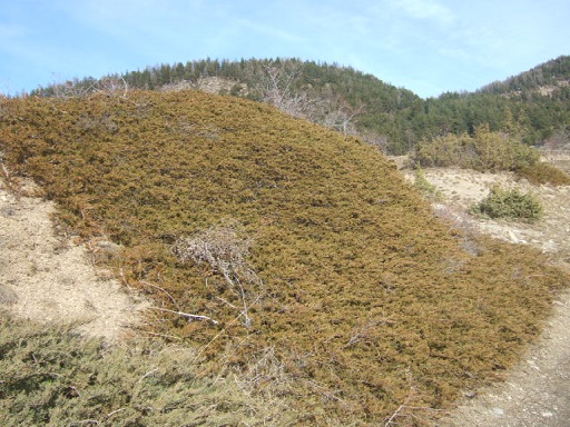 Juniperus sabina - genévrier sabine  Dscf3094
