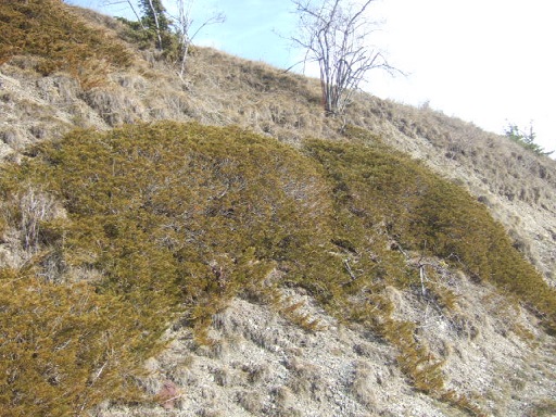 Juniperus sabina - genévrier sabine  Dscf3095