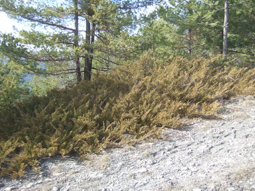 Juniperus sabina - genévrier sabine  Dscf3097