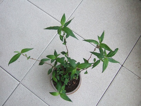 Persicaria odorata - coriandre vietnamienne  Dscf3138