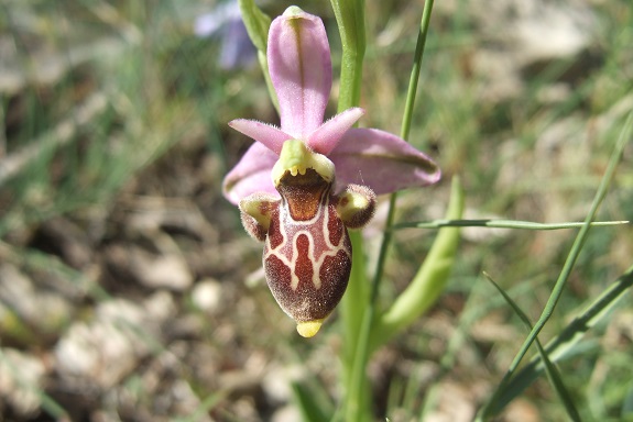 Ophrys groupe scolopax - ophrys bécasse Dscf3210