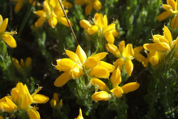 Genista hispanica - genêt d'Espagne Dscf3234