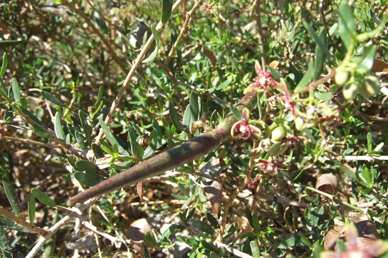 Periploca laevigata subsp. angustifolia Dscf3423