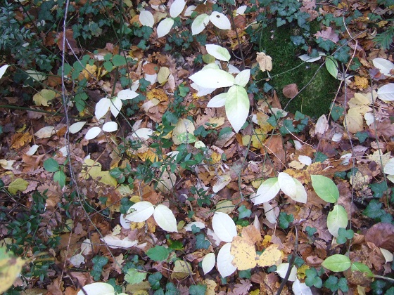 Euonymus latifolius - fusain à larges feuilles Dscf3444