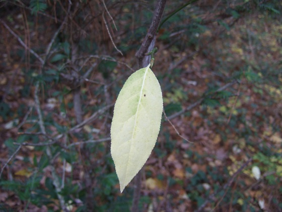 Euonymus latifolius - fusain à larges feuilles Dscf3446