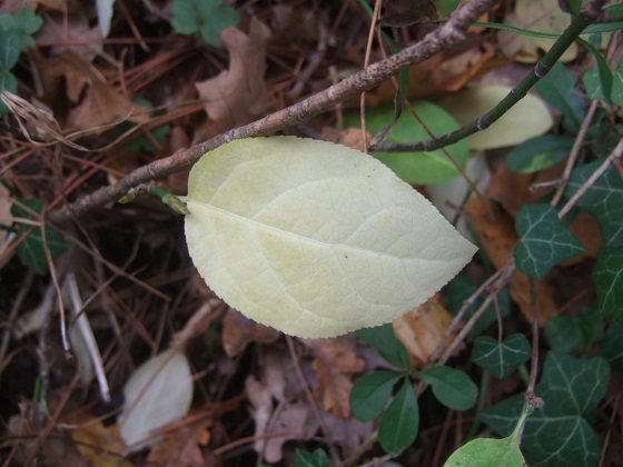 Euonymus latifolius - fusain à larges feuilles Dscf3447